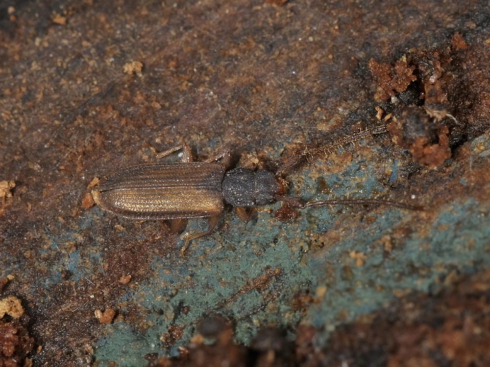 Uleiota planata, quasi biondo